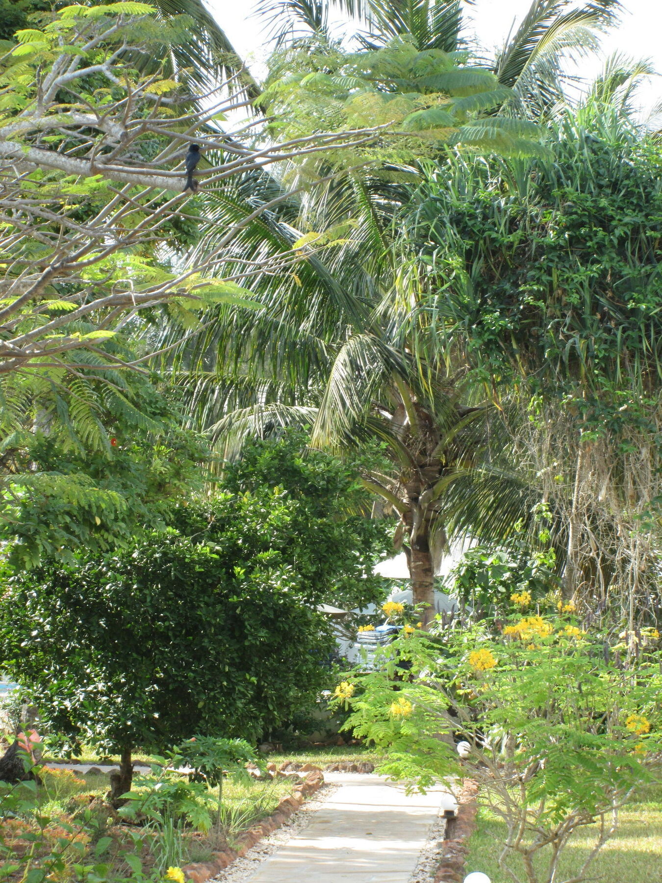 Flame Tree Cottages Nungwi Ngoại thất bức ảnh